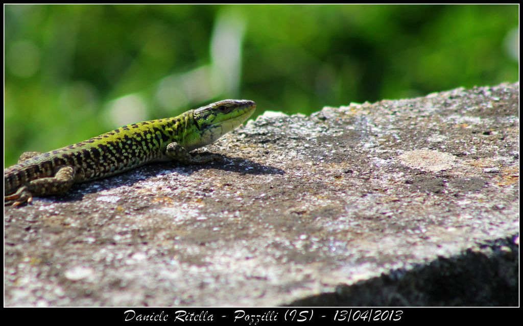 Un p di Podarcis siculus campestris della mia zona!